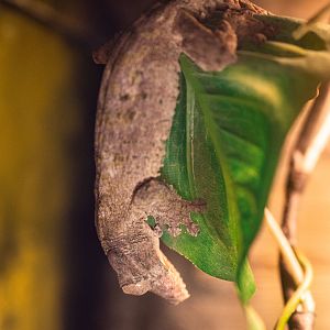 Henkel’s Lead Tailed Gecko