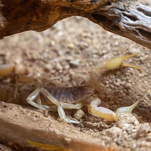 Desert Hairy Scorpion