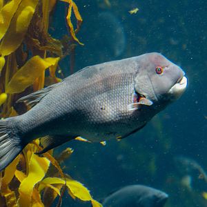 California Sheephead