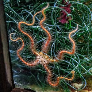 Brittle Star