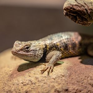 Desert Spiny Lizard