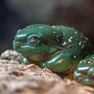 Magnificent Tree Frog