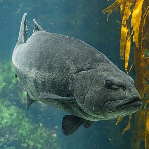 Giant Sea Bass