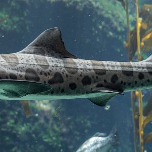Leopard Shark