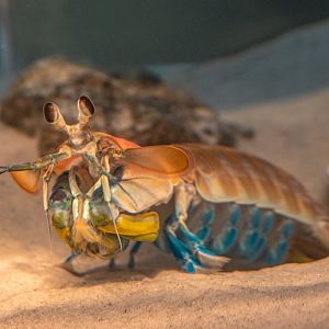 California Mantis Shrimp