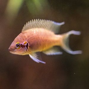 Lyretail Cichlid