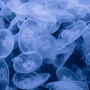 Moon Jellies