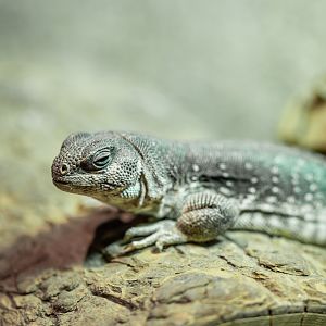Desert Iguana