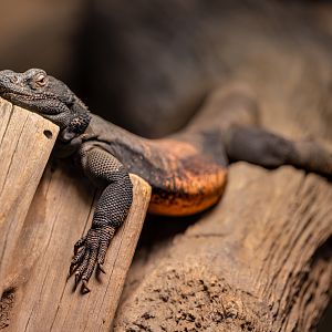 Common Chuckwalla