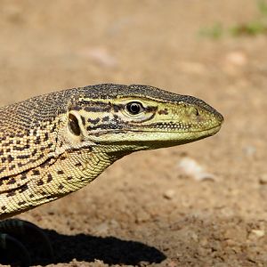 Goanna portrait.