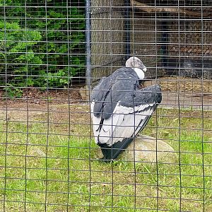 Andean Condor
