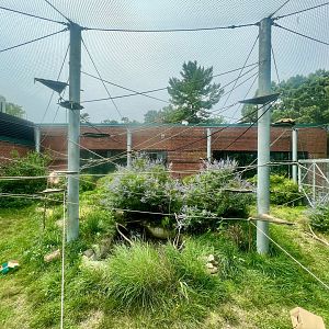 Spider Monkey Exhibit