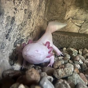 Axolotl