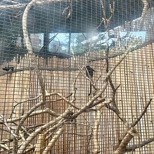 Goeldi’s Monkey Exhibit