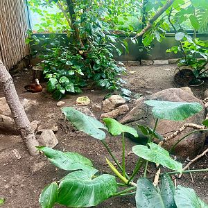 Black-bellied Whistling Dog