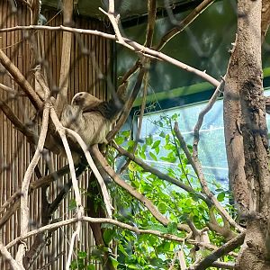Two-toed Sloth