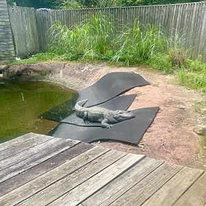American Alligator Exhibit