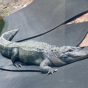 American Alligator