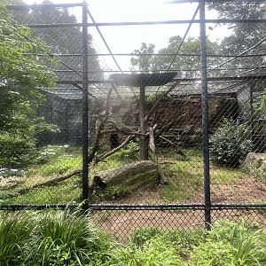 Amur Leopard Exhibit