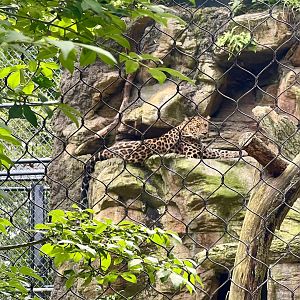 Amur Leopard