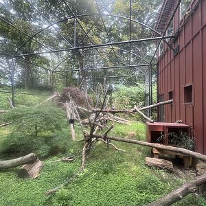 Red Panda Outdoor Exhibit