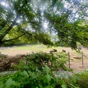 Plains Bison and Whitetail Deer Exhibit