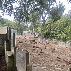 Black-tailed Prairie Dog Exhibit