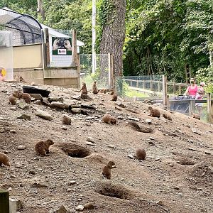 Black-tailed Prairie Dogs