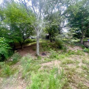 Chacoan Peccary Exhibit