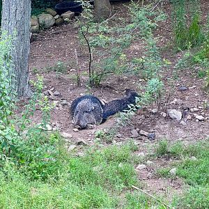 Chacoan Peccary