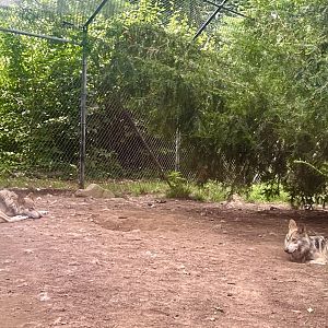 Mexican Grey Wolves