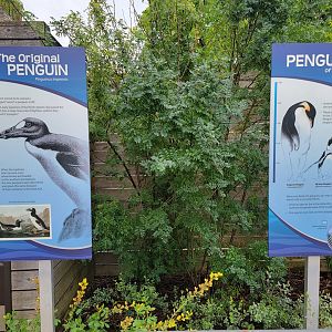 Toledo Zoo - Penguin Beach, the original penguin, the Great Auk!
