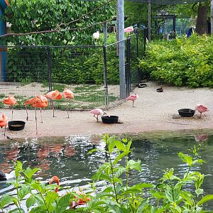 Toledo Zoo - Flamingo Key