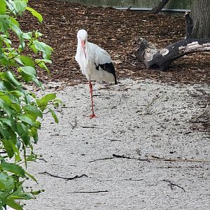 Toledo Zoo - Flamingo Key