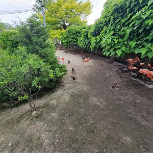 Toledo Zoo - Flamingo Key