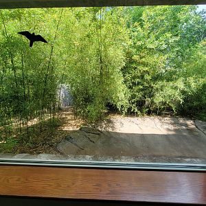 Toledo Zoo, Aviary - Southern pudu exhibit