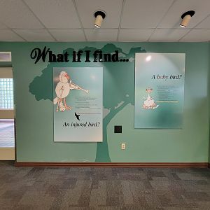 Toledo Zoo, Aviary - What if I find... an injured bird? A baby bird?