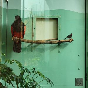 Toledo Zoo, Aviary - Pesquet's parrot and Java sparrow