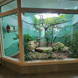 Toledo Zoo, Aviary - Pesquet's parrot, Java sparrow, Luzon bleeding-heart