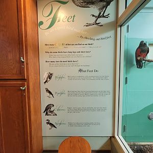 Toledo Zoo, Aviary - Feet