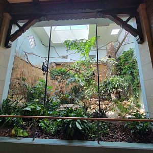 Toledo Zoo, Aviary - Rhinoceros hornbill