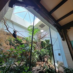 Toledo Zoo, Aviary - Rhinoceros hornbill