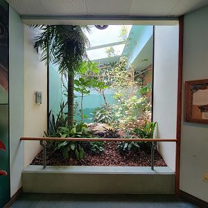 Toledo Zoo, Aviary - Palawan peacock-pheasant, golden white-eye, many-colored fruit dove