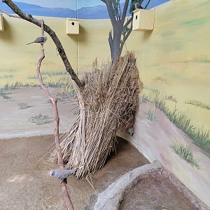 Toledo Zoo, Aviary - Australian Grasslands, diamond dove nests