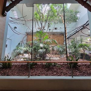 Toledo Zoo, Aviary - New Guinea