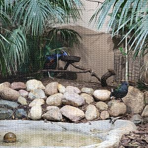 Toledo Zoo, Aviary - New Guinea