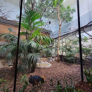 Toledo Zoo, Aviary - New Guinea