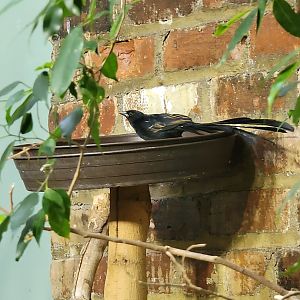 Toledo Zoo, Aviary - Africa, unsigned widowbird