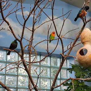 Toledo Zoo, Aviary - Africa, Fischer's lovebird, emerald starling, superb starling