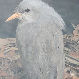 Toledo Zoo, Aviary - Kagu